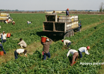 apoyos-para-campo-mexico