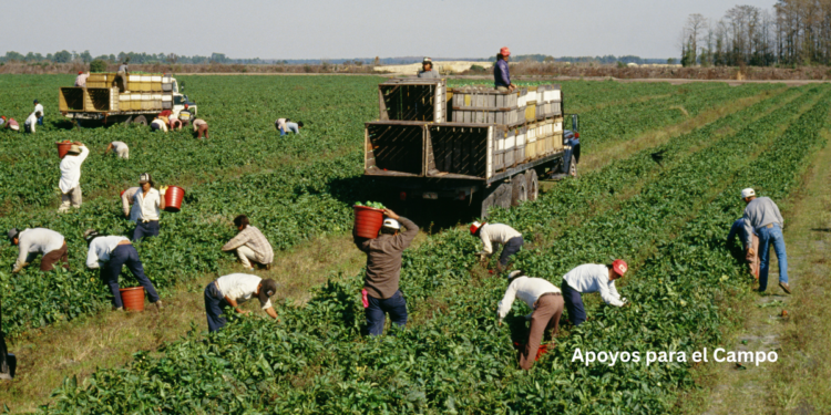 apoyos-para-campo-mexico